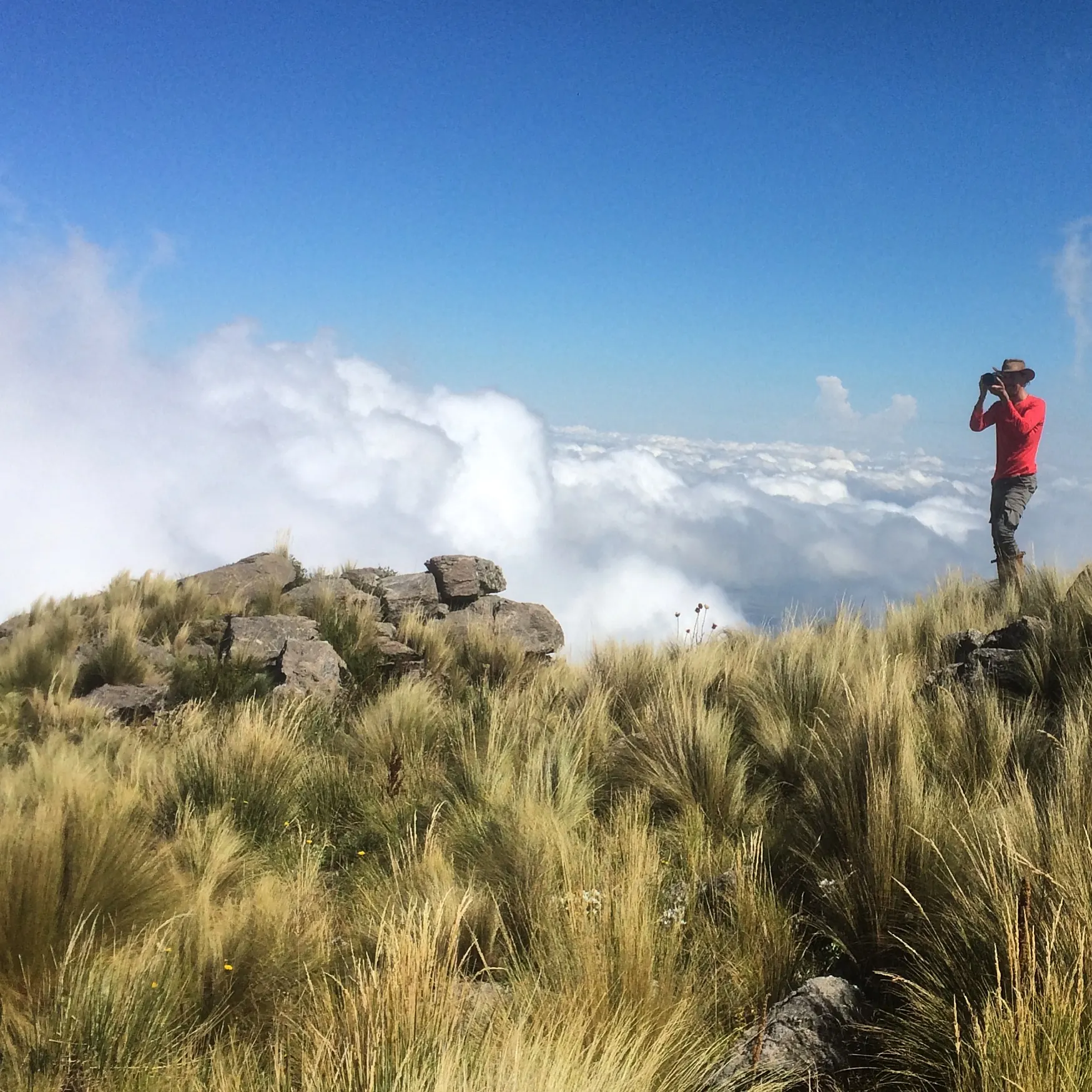 Pastizal de altura dorado en primer plano y un mar de nubes por debajo del filo, camino a la cumbre.
